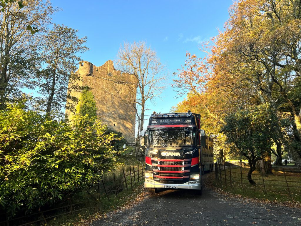 D & J Campbell Scania livestock lorry beside a castle in autumn